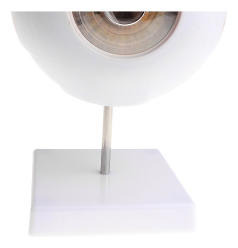 Exhibición De Modelo De Anatomía Del Ojo Humano De 15 Cm Alt