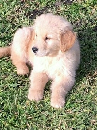 Cachorros Golden Retriever Excelente Genética
