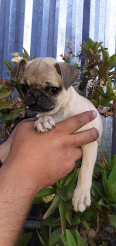 Pug (Usado)