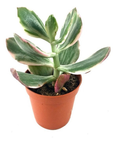 Crassula Ovata 'variegata' Suculenta Jade Tricolor 10cm