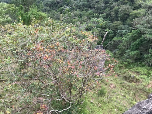 Imagem 6 de 21 de Rural Para Venda, 0 Dormitórios, Dos Pereiras (caucaia Do Alto) - Cotia - 2886