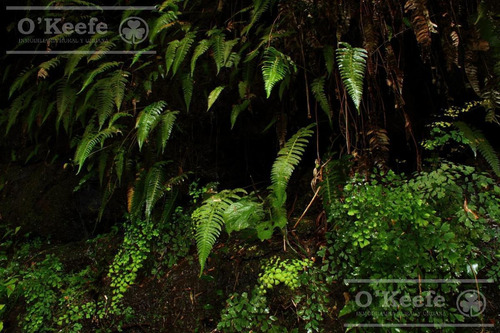 Imagen 8 de 30 de Grandes Extensiones De Bosque Nativo En Misiones - Bonos Verdes- Ideal Conservacionistas