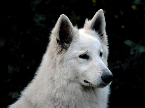 Cachorro Pastor Blanco Suizo Fca