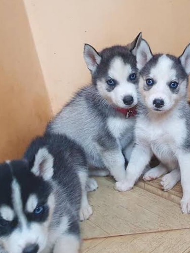 Husky Siberiano Excelente Raza