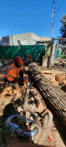 Poda De Arboles, Palmeras, Extracciones De Raiz.