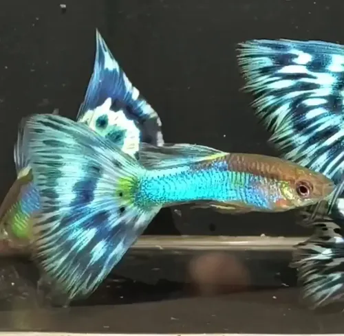 三鯉魚 Guppy Japan Blue Mosaico - Trio De Linhagem Pura | MercadoLivre