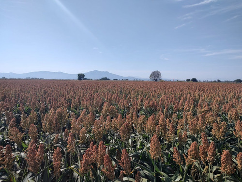 Semilla De Sorgo De Grano Ks-40 (anti-pulgón) Saco 20 Kg