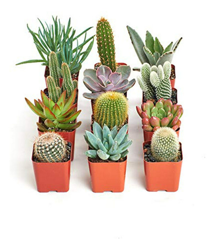 Colección De Cactus Y Suculentas Live