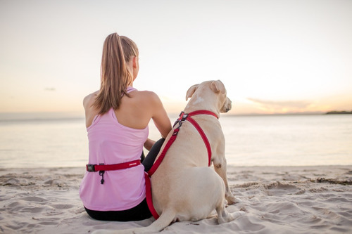 Correa Para Perro Manos Libres Road Runner Ezydog Zero Shock Color Rojo