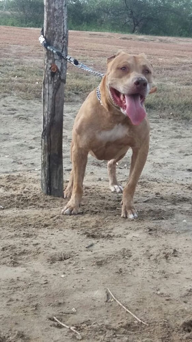 Filhote De Pitybull Macho 2 Messe Ja Vacinado