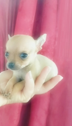 Imagen 9 de 9 de Chihuahua Divinos Cachorros Miniatura Puros