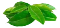 Comprar 100 Folhas De Ora Pro Nobis Frescas Orgânico Comestíveis