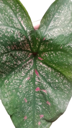 Caladium Bicolor Verde Com Pintas