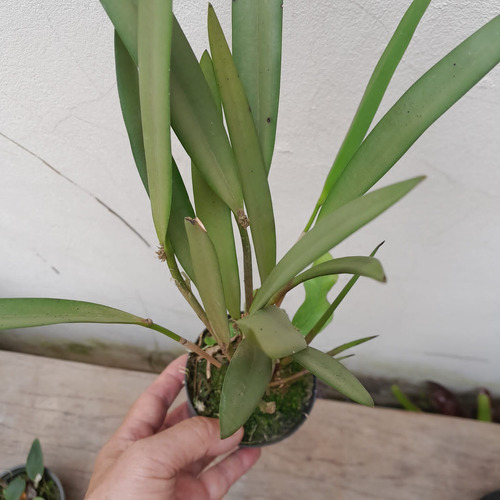 Octomeria Crassifolia Mini Micro Orquídea Exótica Coleção