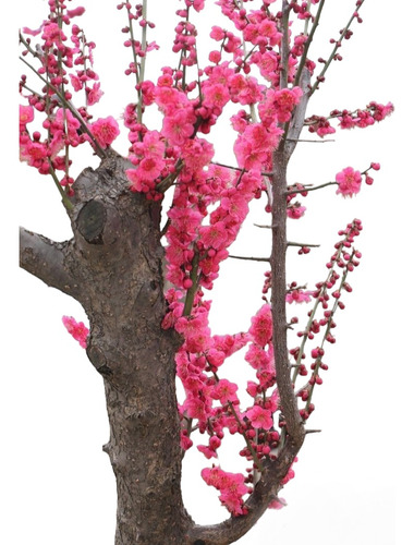 Cerezo Albaricoque Japonés, Prunus Mume. 