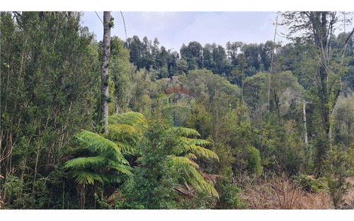 Parcela Con Bosque Nativo En Puerto Varas