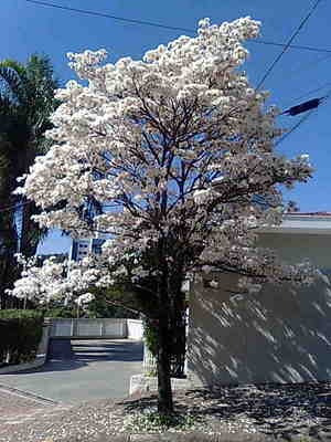 Ipê Branco Sementes Flor Para Mudas | MercadoLivre