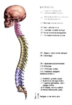 Comprar Manta Magnetica Magnetoterapia Iman Estres Ortopedica Dolor