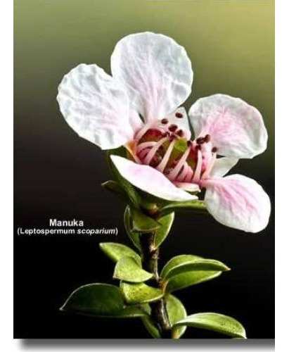 Miel Manuka 70+ Airborne 505 G Pura De Zelanda