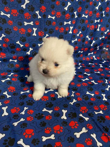 Spitz Alemão Anão