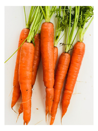 200 Semillas Zanahorias Apto Hidroponia/huerto