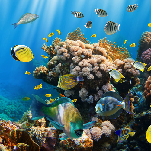 Cuadro 20x20cm Animales Acuaticos Peces Coral Mar Oceano M1