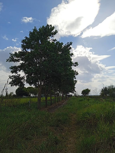Imagen 7 de 15 de Se Vende Finca Via Al Sur Ve02-1303vs-dfer