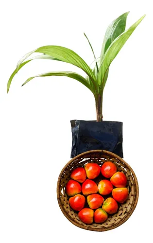 comprar 15 Mudas De Palmito Pupunha Sem Espinhos