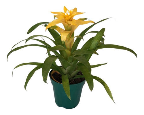 1 Bromélia Guzmania - Bromelia Gusmania - Flor Amarela | MercadoLivre