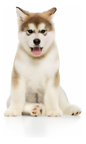 Perros Alaskan Malamute Cachorros Disponibles Puppy Pet Can