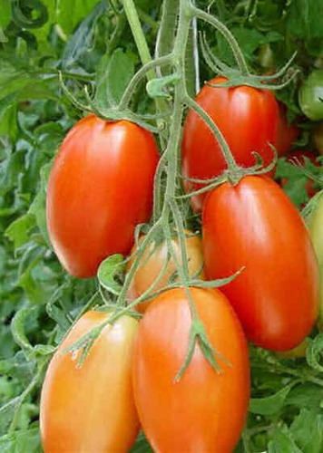 Imagem 8 de 8 de Tomate Cereja Roma Super Red - Sementes Para Mudas