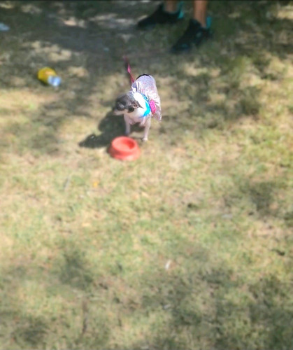 Imagen 8 de 9 de Hermoosa Chihuahua Hembrita Chuy Pinscher No