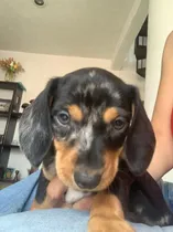 Comprar Hermosos Cachorros Salchicha Merle Y Golondrinos De 1 1\u002F2