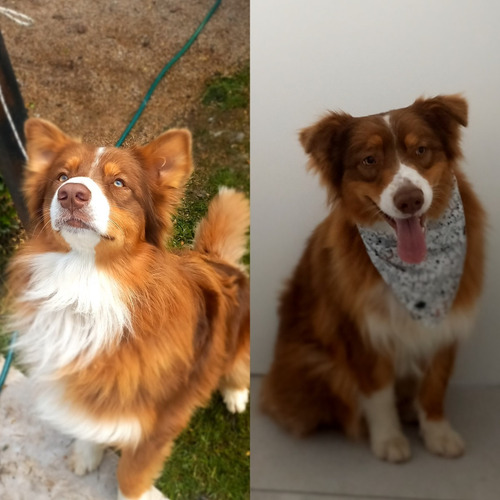 Imagen 5 de 9 de Peluqueria Canina A Domicilio Countrys (zona Norte)