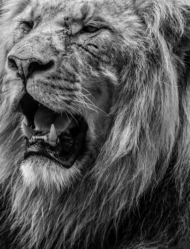 Cara De León Blanco Y Negro Lienzo Canvas Cuadro Decorativo