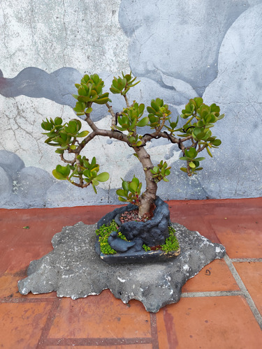 Bonsai Árbol De Jade