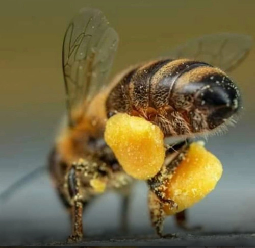 Polvillo / Polvo De Polen De Abejas - Polen Molido