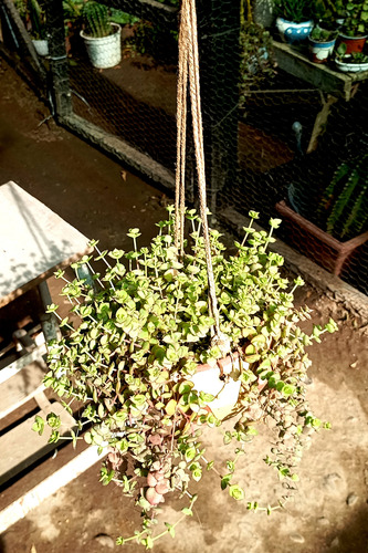 Maceta Colcante Suculenta Crassula Pellucida