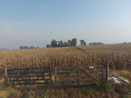 Imagen 5 de 11 de Chacra De 18 Hectareas En Saladillo Sobre Ruta 205