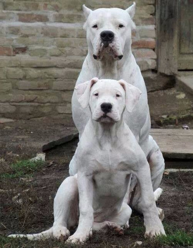 Dogo Argentino Cachorros