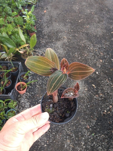 Kit 2 Ludisia Discolor Orquídea Pipoca Joia Terrestre Rara | Parcelamento  sem juros