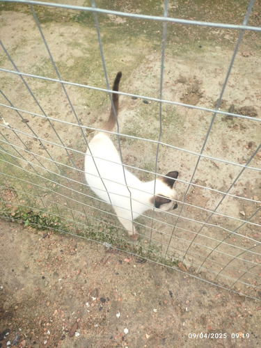 Gatos Siames