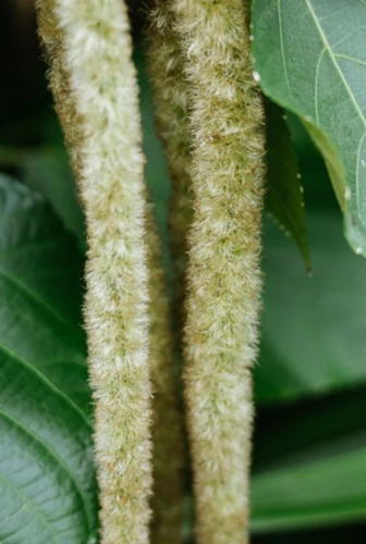 No Semilla Acalypha Hispida Alba Cola De Zorro Envío Gratis