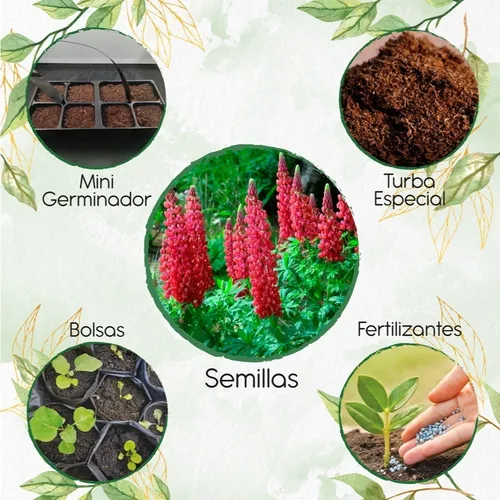 35 Semillas De Flor Lupino + Kit De Germinación