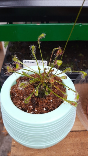 Planta Carnívora Drosera Intermedia En Maceta Autorriego !! 