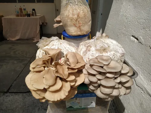Semilla (micelio) Hongo Ostra - Bolsa 2 Kilos