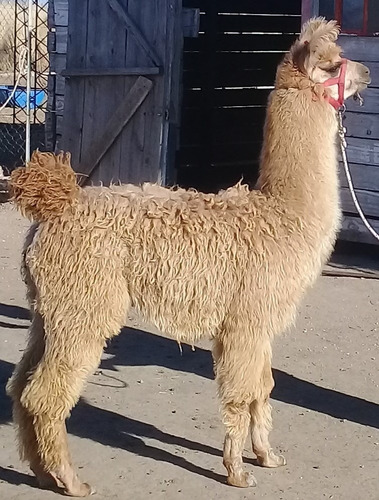 Imagen 3 de 4 de Llamas De Criadero Lama Mal Con Y Sin Pedegree Registrado