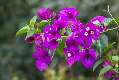 Muda Primavera  Bougainvillea Roxo - Jardim Ou Bonsai ! 