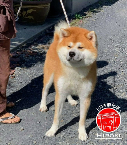 Hermosos Cachorros Akita Inu Japonés