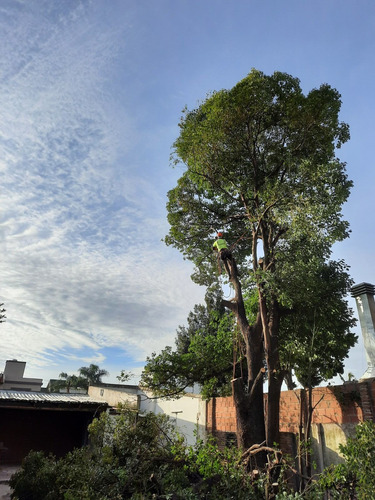 Imagen 3 de 10 de Poda De Altura - Extracciones - Limpieza Palmeras - Tala